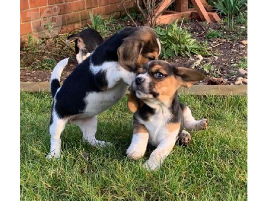 PoulaTo: Κουτάβια Beagle Tricolor\